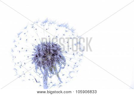 Macro Of An Overblown Fluffy Dandelion