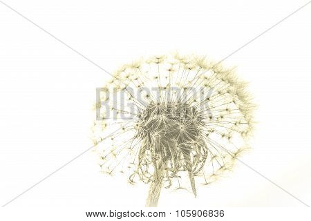 Macro Of An Overblown Fluffy Dandelion