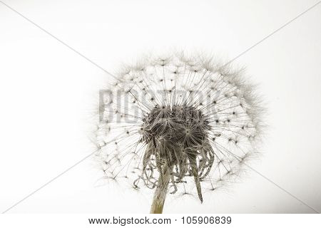 Macro Of An Overblown Fluffy Dandelion