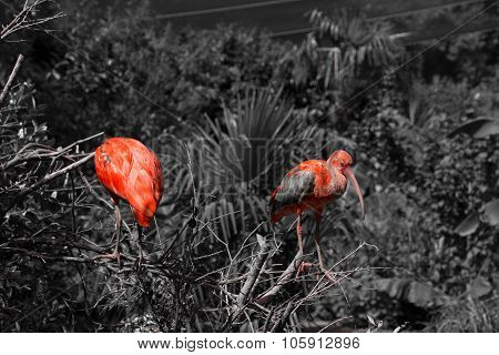 Two Scarlet Ibis Bw