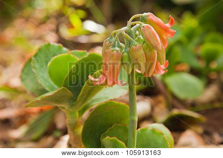 Cotyledon,