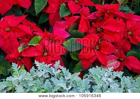 Poinsetia flowers flowerbed