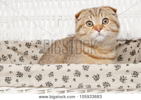 Scottish fold cat in a box 