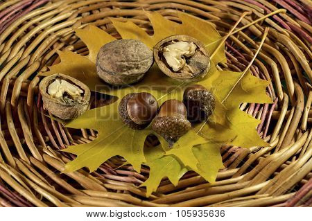 yellow leaves, nuts and acorn