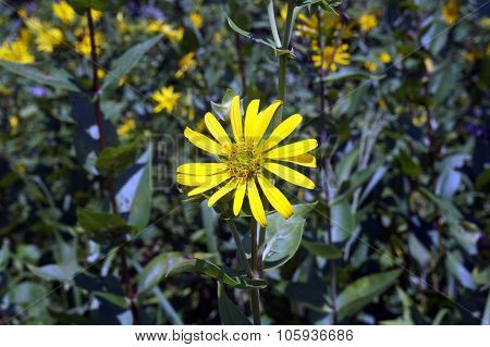 Prairie Rosinweed