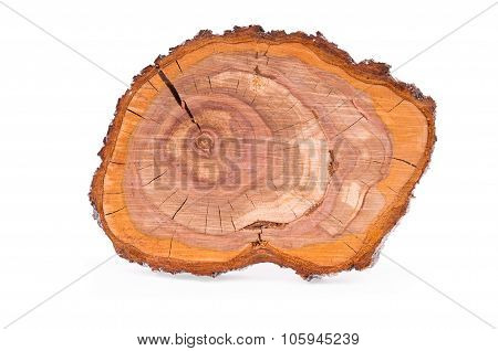 Top view of a tree plum stump sliced isolated on white background