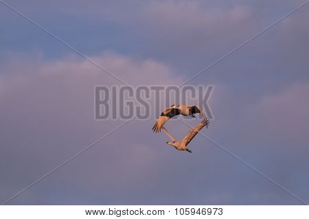 Sandhill Cranes in Flight