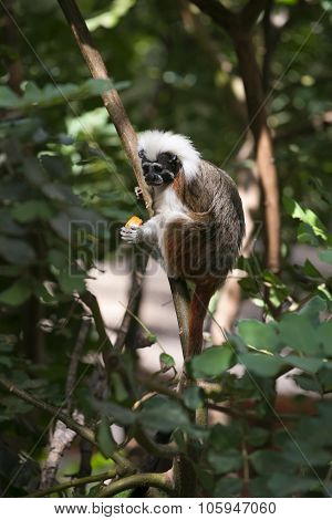 Cotton-top Tamarin Monkey