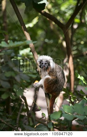 Cotton-top Tamarin Monkey