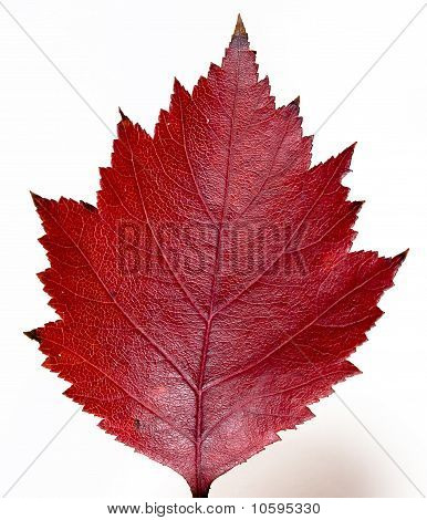 Férias de outono vermelho isolado no branco