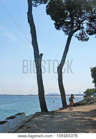 Seaside path with large pine trees