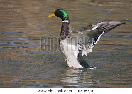 Images, Illustrations & Vectors (Free) - Bigstock