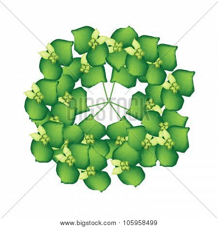 Cypress Spurge Or Euphorbia Cyparissias On White Background