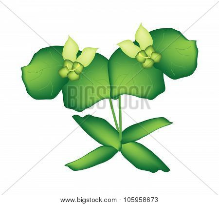 Two Green Cypress Spurge Or Euphorbia Cyparissias