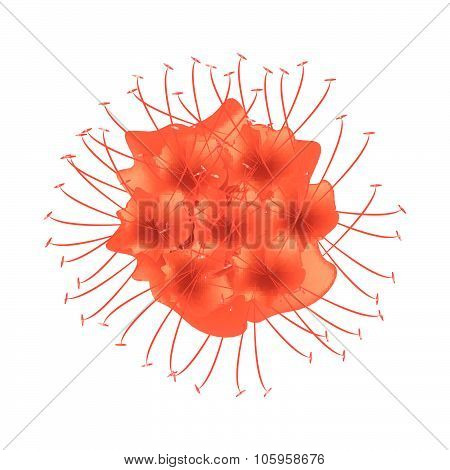 Scarlet Flame Bean Or Brownea Ariza Flower