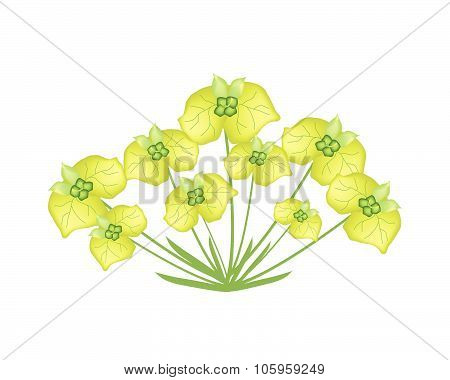 Yellow Cypress Spurge Or Euphorbia Cyparissias On White Background