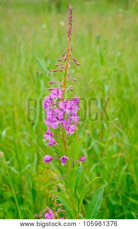 Chamerion Angustifolium Flowers