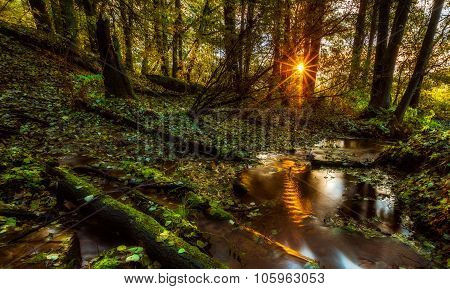 Beautiful Wild Autumnal Forest With Small Stream.