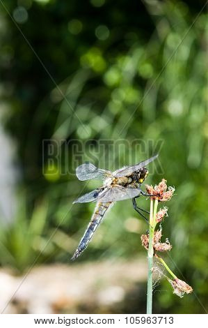 The Four-spotted Chaser (libellula Quadrimaculata)