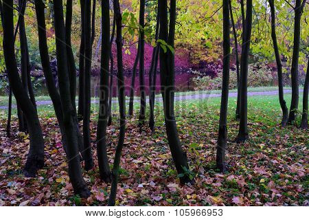 Colorful Autumn Landscape, Park Alley And Calm River.