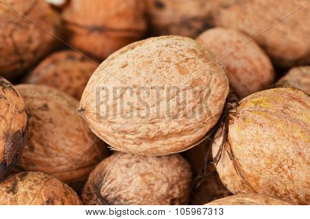 Walnut (Juglans regia)
