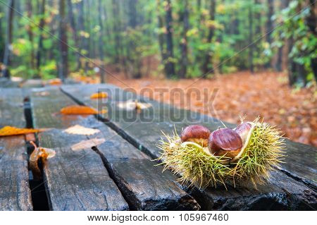 Open Chestnut Shell