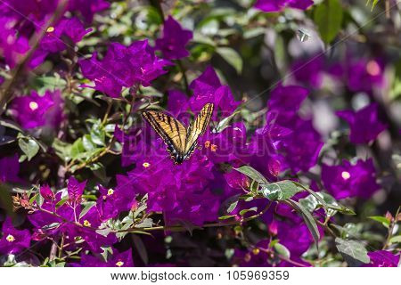 Two Tailed Tiger Swallowtail