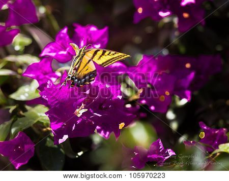 Two Tailed Tiger Swallowtail