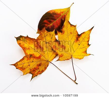 Folhas de outono amarelas e laranja