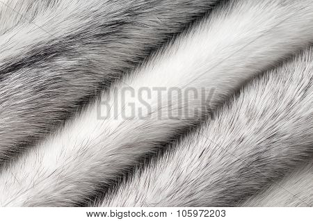 Silver cross mink fur texture macro