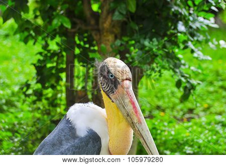 Haircrested adjutant