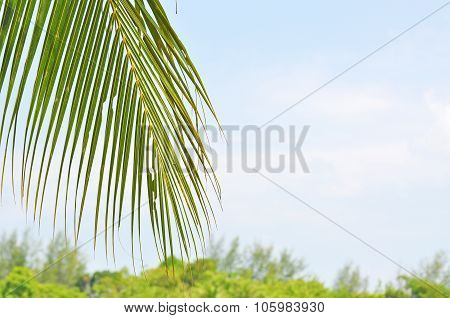 Close Up Of Coconut Leaf With Copy Space Area