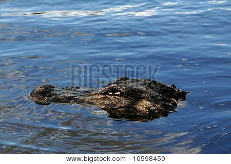 Coccodrillo di Everglades