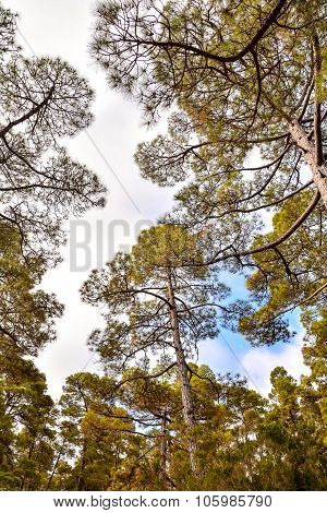 Pine Tree View
