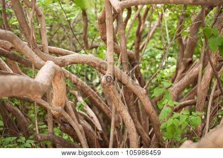 Branches and trunks of an old lilac bush