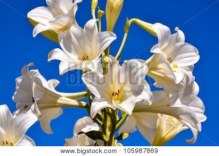 Blooming Flower Background