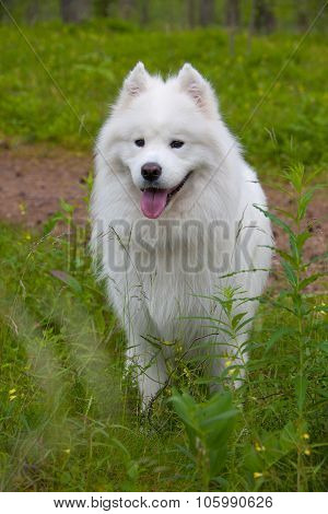 Samoyed Puppy In The Wood