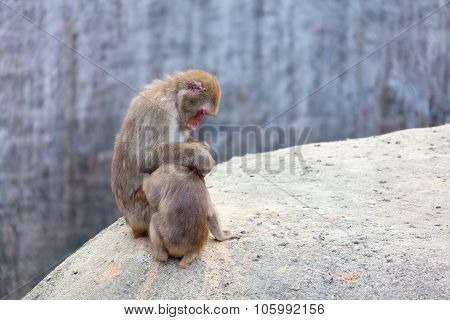 Japanese Macaque - Macaca Fuscata