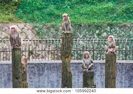 Japanese Macaque - Macaca Fuscata
