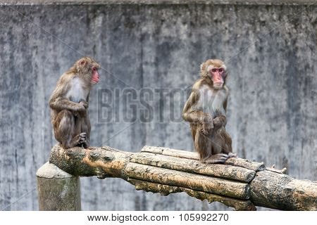 Japanese Macaque - Macaca Fuscata
