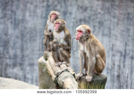 Japanese Macaque - Macaca Fuscata
