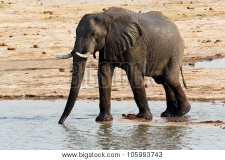 African Elephants Drinking At A Muddy Waterhole