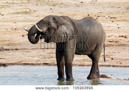African Elephants Drinking At A Muddy Waterhole