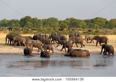 Herd Of African Elephants Drinking At A Muddy Waterhole