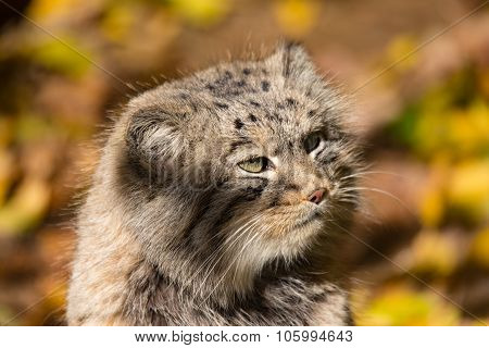 Beautiful Wild Cat, Pallas's Cat, Otocolobus Manul