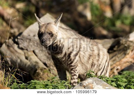 Striped Hyena (hyaena Hyaena)