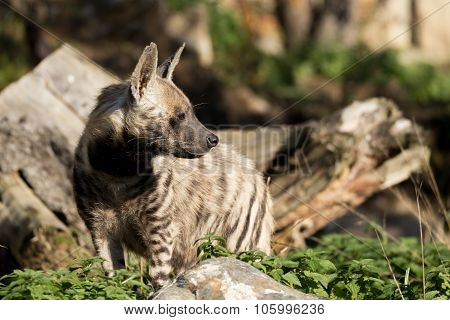 Striped Hyena (hyaena Hyaena)