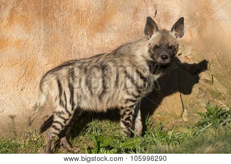 Striped Hyena (hyaena Hyaena)