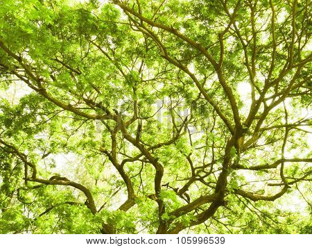 green tree