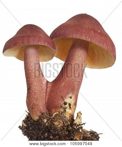 Mushrooms